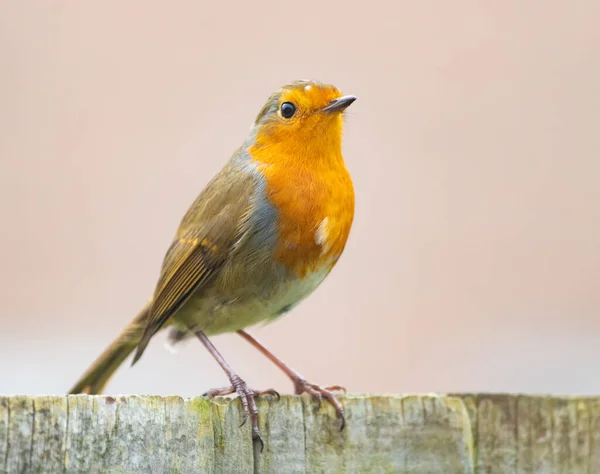 Shallow Focus Shot Colorful Robin Bird Perching Wooden Surface — Stock Photo, Image