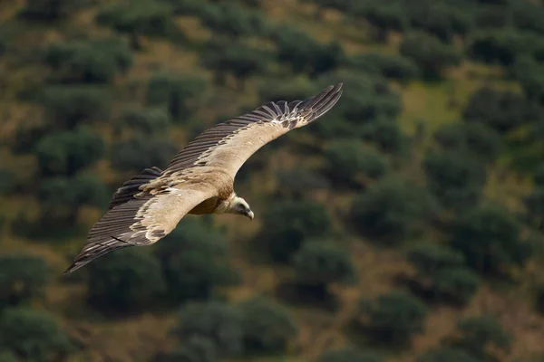 Foco Poco Profundo Buitre Leonado Gyps Fulvus Volando Con Alas — Foto de Stock