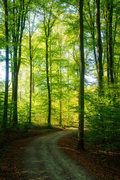 Hermoso Plano Camino Bosque Otoñal — Foto de Stock