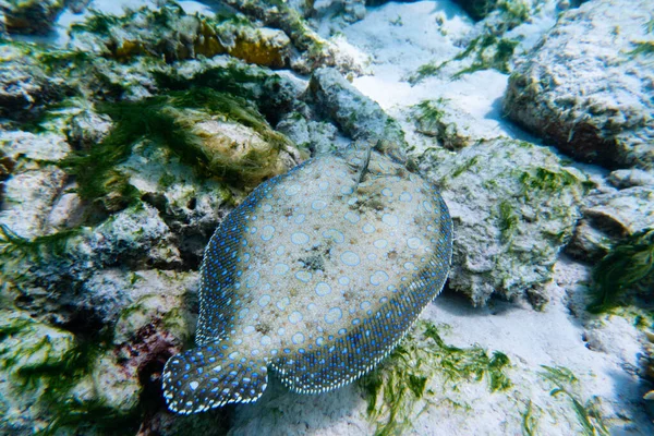 Trago Una Solla Europea Mar Nadando Agua Cristalina — Foto de Stock