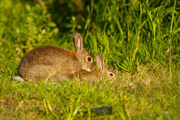 Постріл Європейського Кролика Oryctolagus Cuniculus — стокове фото