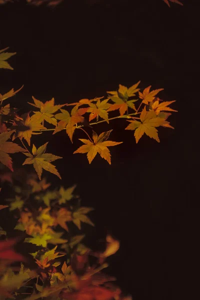 Plan Vertical Des Feuilles Automne Nuit Sur Fond Flou — Photo