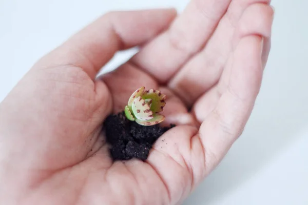 Closeup Shot Small Plant Hand — Stock Photo, Image