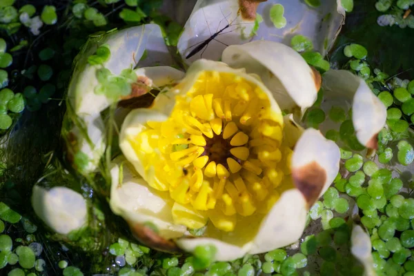 池の白い睡蓮の上からの眺め — ストック写真