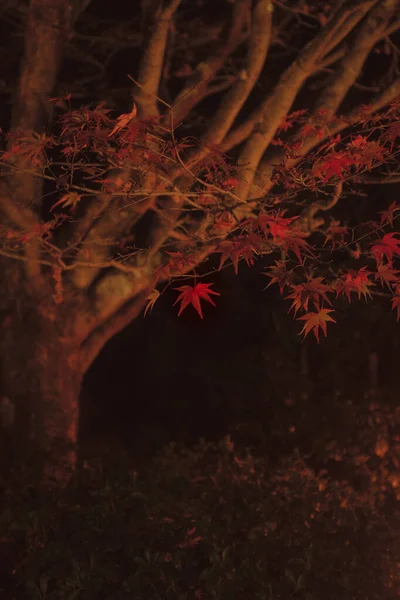 背景のぼやけた夜の紅葉の垂直ショット — ストック写真
