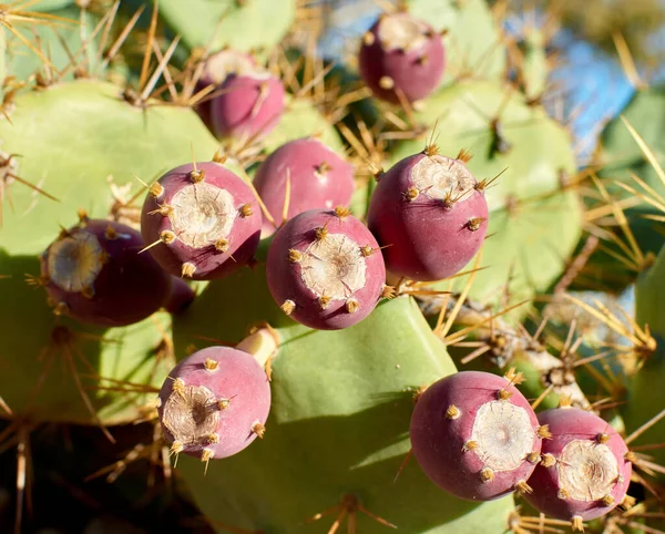 Una Toma Selectiva Cactus Pera Espinosa Con Fruta —  Fotos de Stock