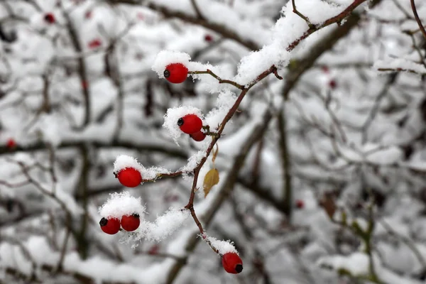 Eine Nahaufnahme Von Roten Hagebutten Bei Frost Winter — Stockfoto