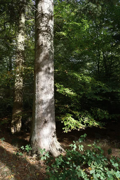 Eine Vertikale Aufnahme Eines Waldes Mit Vielen Schönen Bäumen Und — Stockfoto