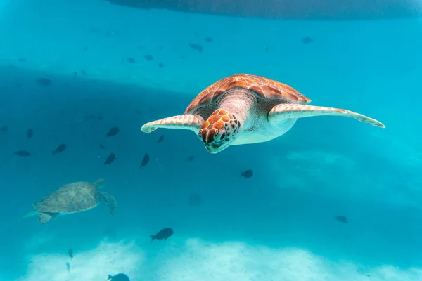 Incrível Tiro Uma Tartaruga Marinha Nadando Água Cristalmente Clara — Fotografia de Stock