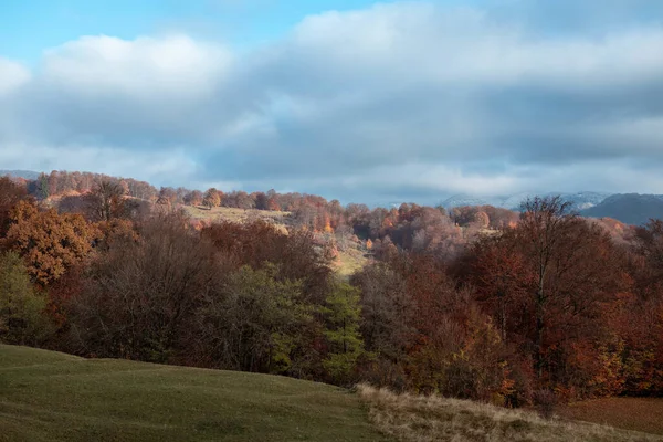 Eine Panoramische Aufnahme Eines Waldes Aus Herbstbäumen Unter Einem Bewölkten — Stockfoto