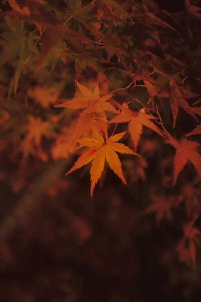 Вертикальный Снимок Осенних Листьев Ночью Размытом Фоне — стоковое фото