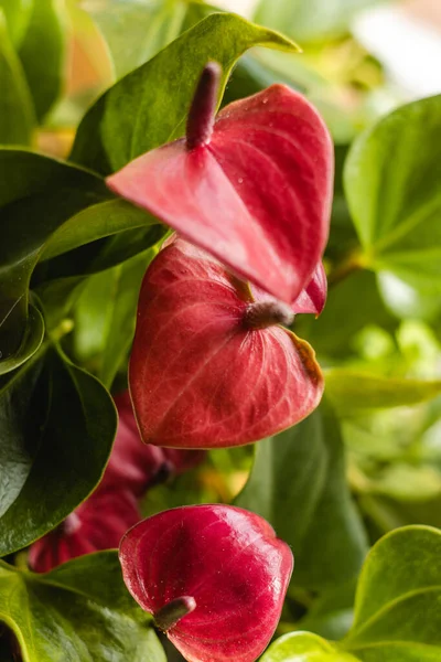 Eine Nahaufnahme Der Schönen Anthurium Pflanze — Stockfoto