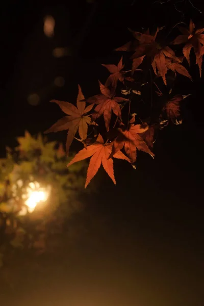 Colpo Verticale Foglie Autunnali Notte Sfondo Sfocato — Foto Stock