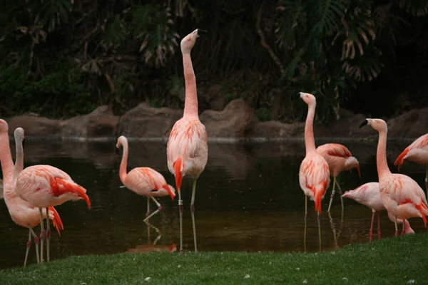 动物园里的人工湖上 有一帧美丽的粉色火烈鸟 腿很长 — 图库照片
