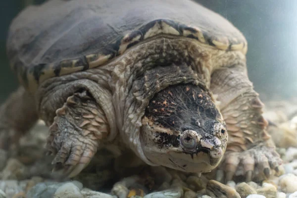 Экзотическая Черепаха Аллигатор — стоковое фото