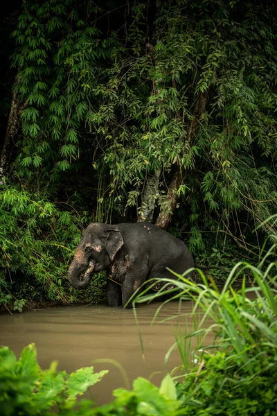 Disparo Vertical Lindo Elefante Bañándose Río Santuario Tailandia — Foto de Stock