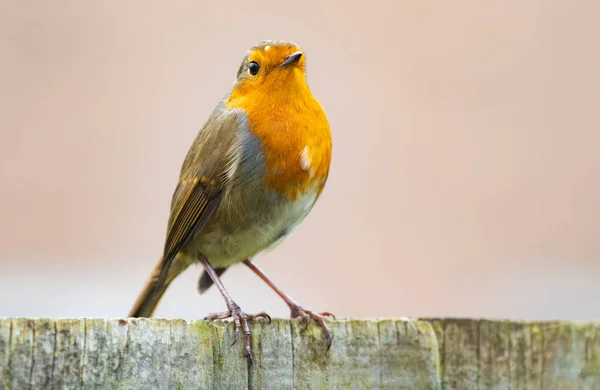 木製の表面に突き出たカラフルなロビンの鳥の浅い焦点ショット — ストック写真