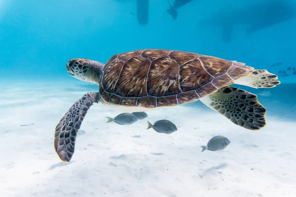 Niesamowite Ujęcie Żółwia Pływającego Krystalicznie Czystej Wodzie — Zdjęcie stockowe