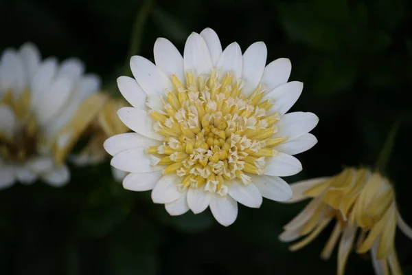 Zbliżenie Zdjęcie Biało Żółtego Kwiatu Pięknymi Płatkami Aster Kwiat Ogrodzie — Zdjęcie stockowe