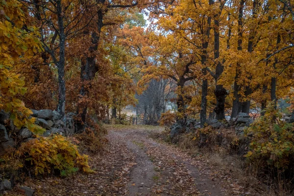 Красивый Снимок Живописного Осеннего Парка Красочной Листвой — стоковое фото
