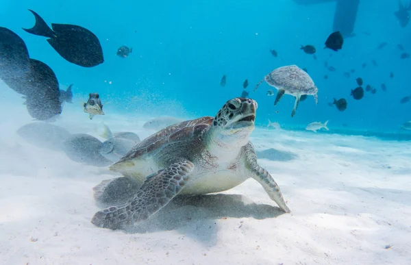 Incrível Tiro Uma Tartaruga Marinha Nadando Água Cristalmente Clara — Fotografia de Stock