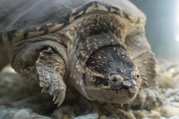 Alligator Knäppa Sköldpadda Exotiska Sköldpadda — Stockfoto