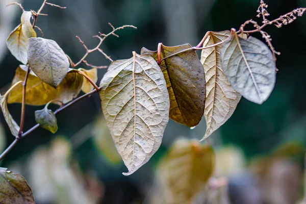 庭には秋の葉の選択的フォーカスショット — ストック写真