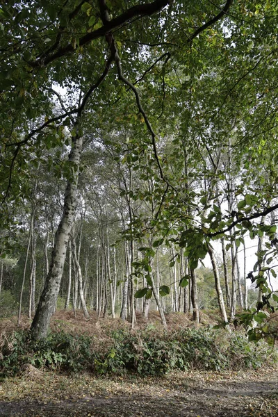 Plan Vertical Une Forêt Avec Beaucoup Beaux Arbres Verdure — Photo