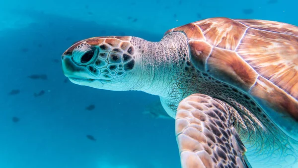 Plan Incroyable Une Tortue Mer Nageant Dans Eau Cristalline — Photo