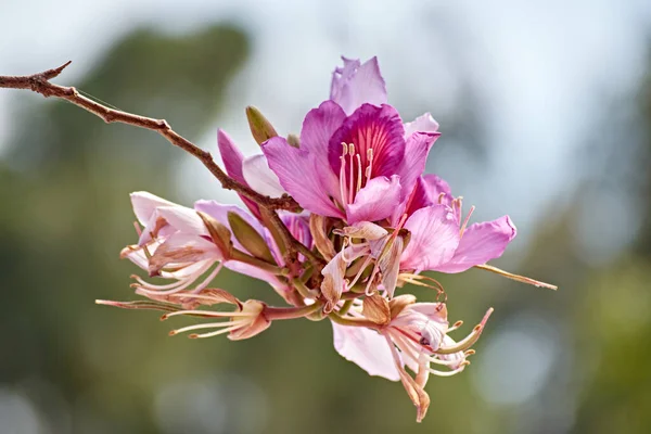 在模糊的背景下 一张粉色花紫杉的特写照片 — 图库照片