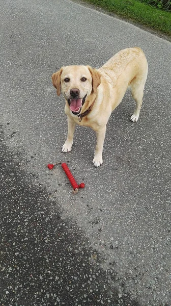 Egy Nagylátószögű Felvétel Egy Imádnivaló Labrador Retrieverről — Stock Fotó