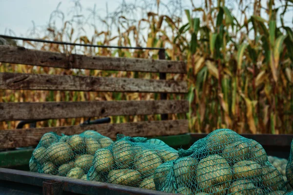 新しく収穫されたジャガイモを袋に入れた選択的フォーカスショット — ストック写真