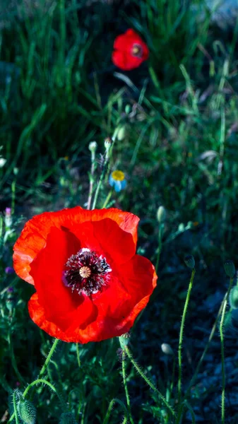 Uma Bela Foto Flores Papoula Nos Campos — Fotografia de Stock