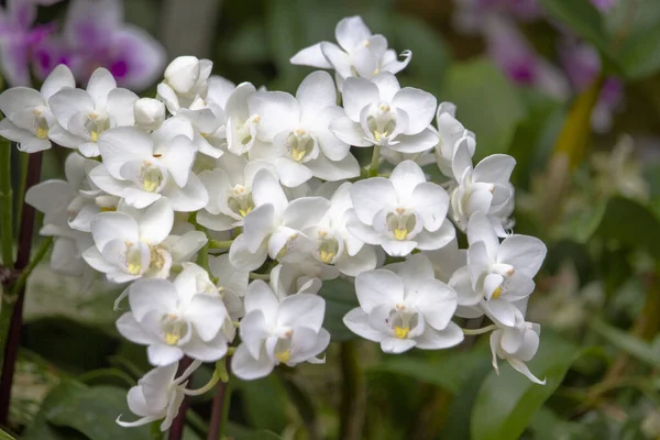 Closeup Shot Blooming Orchid Flowers Greenery — Stock Photo, Image