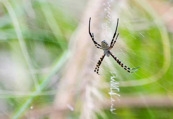 Eine Selektive Fokusaufnahme Der Gebänderten Argiope Spinne Auf Einem Netz — Stockfoto