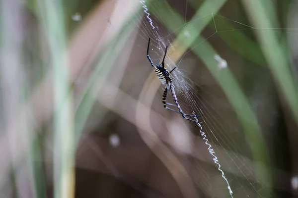 Tiro Seletivo Foco Aranha Amarrada Argiope Uma Correia Fotorreceptora — Fotografia de Stock