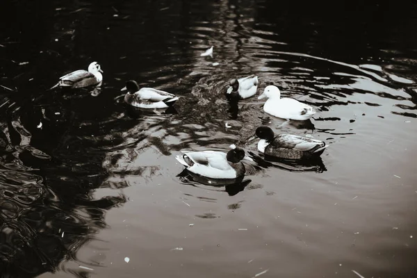 Eine Graustufenaufnahme Von Enten Die Wasser Treiben — Stockfoto