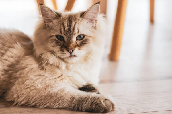 Gato Adorable Acostado Suelo Laminado Casa —  Fotos de Stock