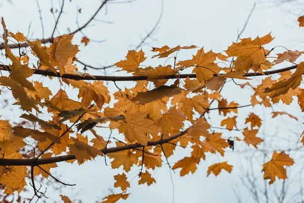 Low Angle Shot Yellow Tree Leaves — Stock Photo, Image