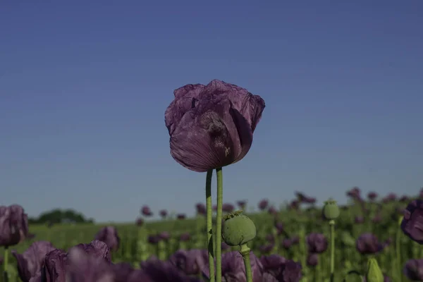 Enfoque Selectivo Amapolas Lila Campo — Foto de Stock