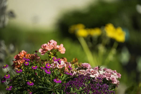 선택적 초점으로 초원의 꽃들의 꽃다발을 찍는다 — 스톡 사진
