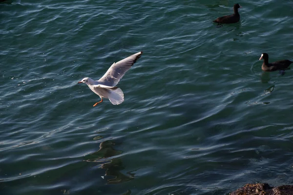 Une Mouette Unique Survolant Mer — Photo