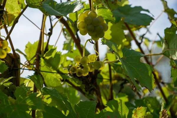 Close Uvas Verdes Pequenos Cachos Que Crescem Vinha — Fotografia de Stock