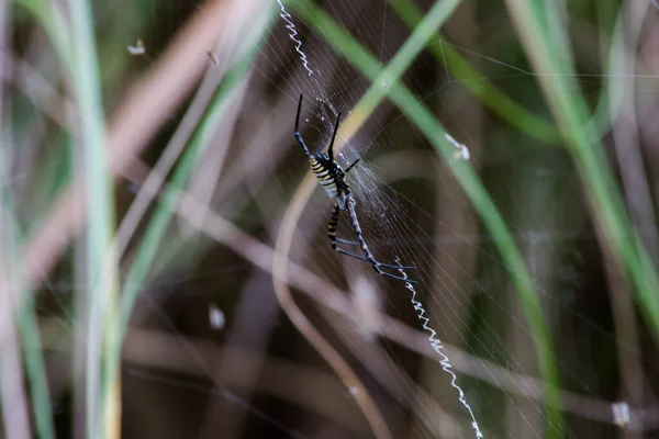 Selective Focus Shot Banded Argiope Spider Web — Stock Photo, Image