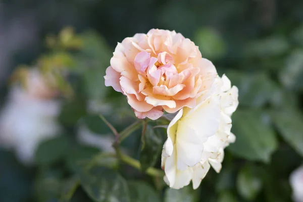 Selective Focus Shot Blooming Roses Greenery — Stock Photo, Image