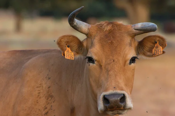 Closeup Tarentaise Cattle Spanish Dehesa Salamanca Spain — Stock Photo, Image