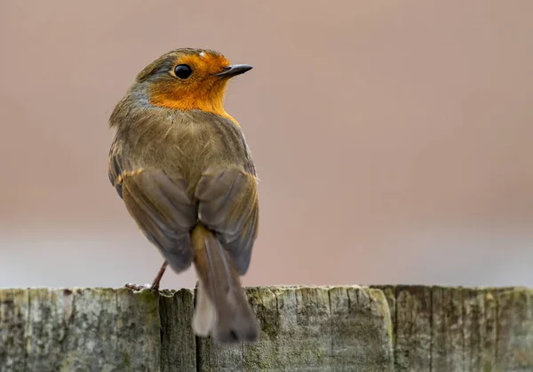 Fondo Pájaro Robin Europeo Sentado Sobre Una Superficie Madera Sobre — Foto de Stock