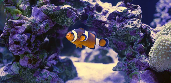 Eine Nahaufnahme Von Goldgemusterten Fischen Meeresblumen Violetten Pflanzen Unter Wasser — Stockfoto