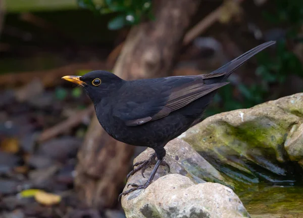 Selective Focus Shot Eurasian Blackbird Perched Rock Profile Shot — Stock Photo, Image