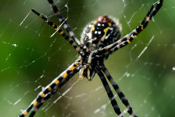 Colpo Messa Fuoco Selettiva Ragno Argiope Fasciato Sul Web — Foto Stock